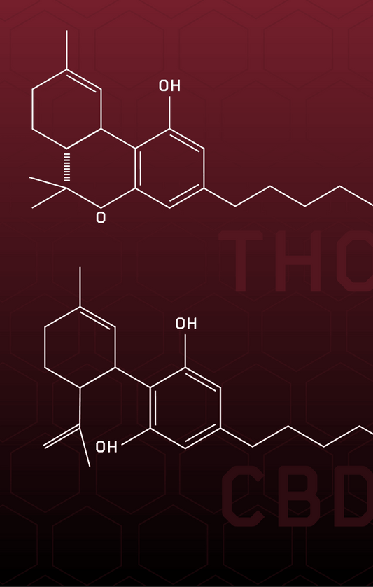 THC and CBD: An Introduction to Cannabinoids